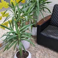 یوکا تنه دار،سانسوریا،فیکوس،پتوس قیم دار|گل و گیاه طبیعی|اهواز, کیانشهر|دیوار