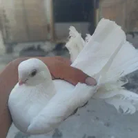 بیر جوت قسا دمدیح
