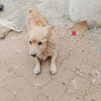 سگ دارم روباهی واکناسیون شده