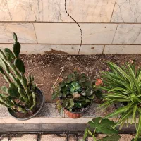 تعدادی گل طبیعی