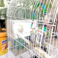 عروس هلندی|پرنده|چناران, |دیوار