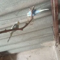 مرغ عشق