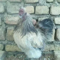 استرالوپ گلین ،سمانی سوماترا یوکاهاما بلک ،قوغاز|حیوانات مزرعه|تهران, مشیریه|دیوار