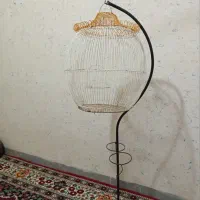 فقس زیتنی