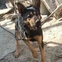 گرگی|سگ|صفادشت, |دیوار