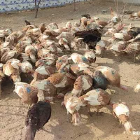 نژاد بوربون، برنز