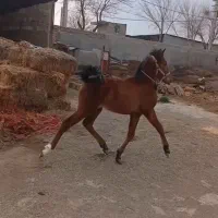 فروش کره مادیون ۱۶ ماهه