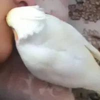 عروس هلندی|حیوانات|کرمانشاه, |دیوار