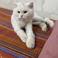 گربه اسکاتیش|گربه|ساوه, |دیوار