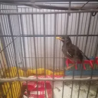 مرغ مینا