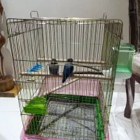 طوطی برزیلی