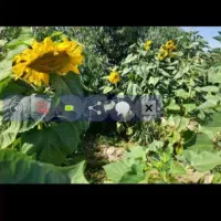 تلمبه-کشاورزی