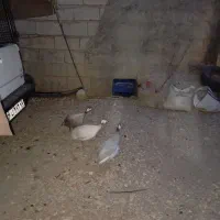 مرغ‌چینی‌