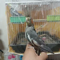 عروس هلندی و یک جفت فنچ|پرنده|مشهد, شهرک ابوذر|دیوار