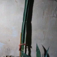 گل کاکتوس