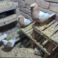 سرتاپای.پاک|پرنده|پیر سلیمان, |دیوار