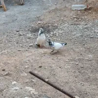 یک جفت کفتر کلدم