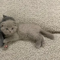 بچه گربه اسکاتیش دبل فولد کرم کاراملی فروشی