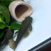 پوزه بوته ای مولد کار داده.