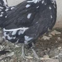 تخم مرغ نطفه دار گلین