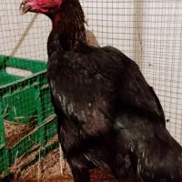 یک مرغ عالی درج یک تاج مهر قلم سبزبدونه هیچ مریضی