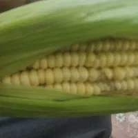 ذرت بلال نرم درجه 1