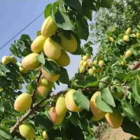 زردآلو شاهرودی ، نهال ، درخت پر محصول ، نهالستان|خدمات باغبانی و درختکاری|مشهد, سیسآباد|دیوار