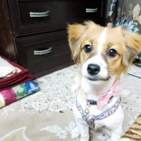 واگذاری سگ اشپیتز ماده ۵ماهه