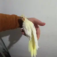 جوجه البینیو ولوتینیو زعفرانی سرلاکی|پرنده|شاهرود, |دیوار