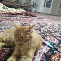 حیوان خانگی