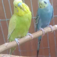 مرغ عشق مولد