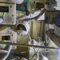 فنچ مولد سهره قناری