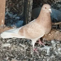 یک عدد زردنر