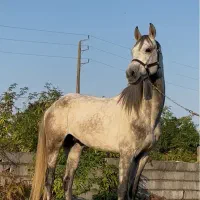 اسب ترکمن ۱۶۵سانتی با پدر مادره سیلمی