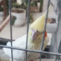 طوطی عروس هلندی|پرنده|بجنورد, |دیوار