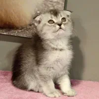 بچه گربه اسکاتیش سیلور نر|گربه|تهران, تهرانسر مرکزی|دیوار