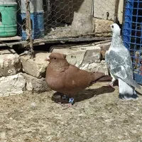 کفتر سرخ و سبز پولکی