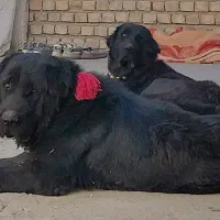 واگزاری سگ ماده