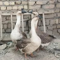 جوجه قوغاز و خروس برهما|حیوانات مزرعه|مشهد, رضاشهر|دیوار