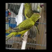 قناری‌سبزچمنی‌نر