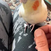 عروس هلندی گمشده هاشمیه ۶۷