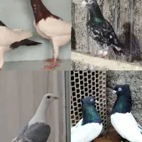 یهودی ، سار ، پشت گراف ، سینه سیاه،اغون
