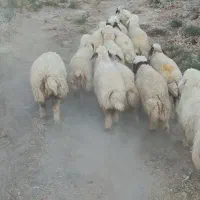بره|حیوانات مزرعه|دره شهر, |دیوار