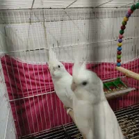 عروسی هلندی آلبینو