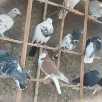 کفتر پرشی|پرنده|نیشابور, چمبران|دیوار