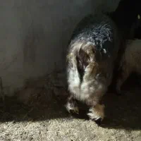 کووه تخمی|حیوانات مزرعه|اندیکا, |دیوار