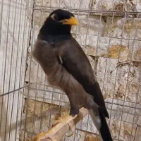مرغ مینا شاد و سرحال همراه قفس|پرنده|تهران, نارمک|دیوار