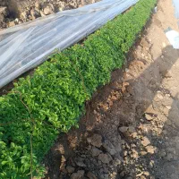 نشا فلفل همدانی شیرین