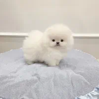 پامر/پودل/شیتزو/ژرمن /چاوچاو