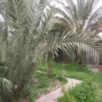 ویلا باغ با سیستم استخر|اجارهٔ کوتاه‌مدت ویلا و باغ|بهبهان, |دیوار